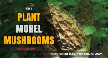 Growing Morel Mushrooms: Tips for Successful Cultivation in Your Garden