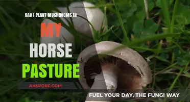 Planting Mushrooms in Horse Pastures: Benefits, Risks, and Best Practices