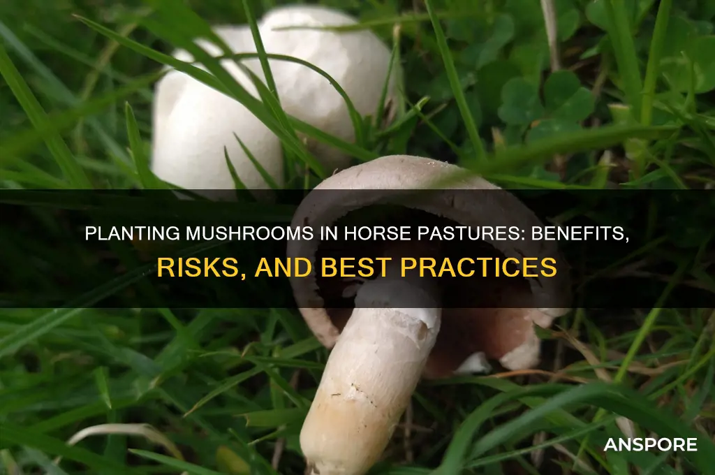 can i plant mushrooms in my horse pasture