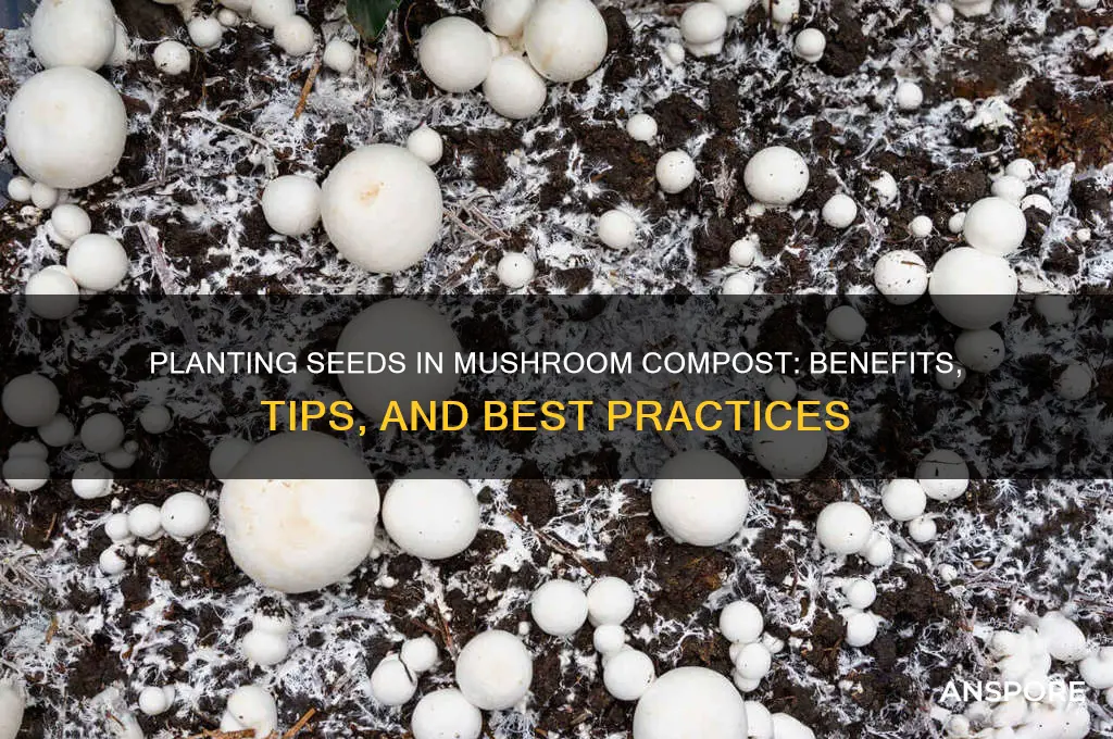 can i plant seeds in mushroom compost