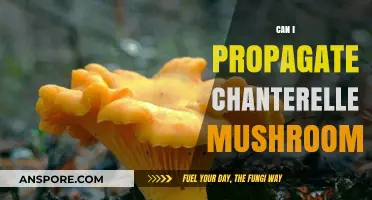 Propagating Chanterelle Mushrooms: Techniques, Challenges, and Success Tips