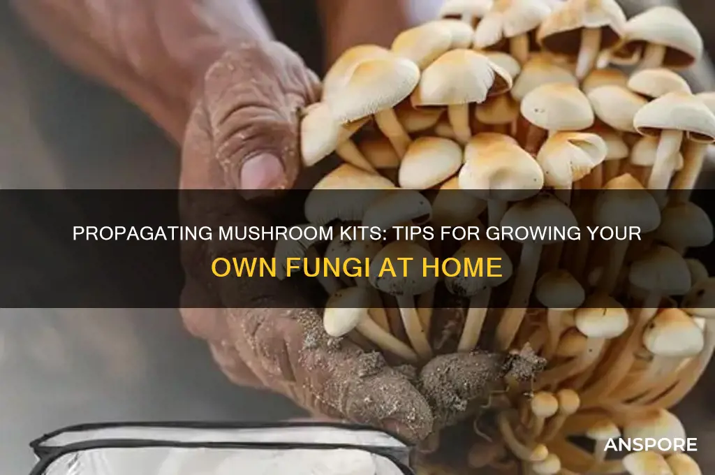 can i propagate my mushroom kits