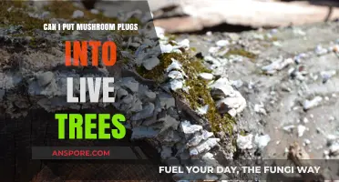 Can You Inoculate Live Trees with Mushroom Plugs? A Guide