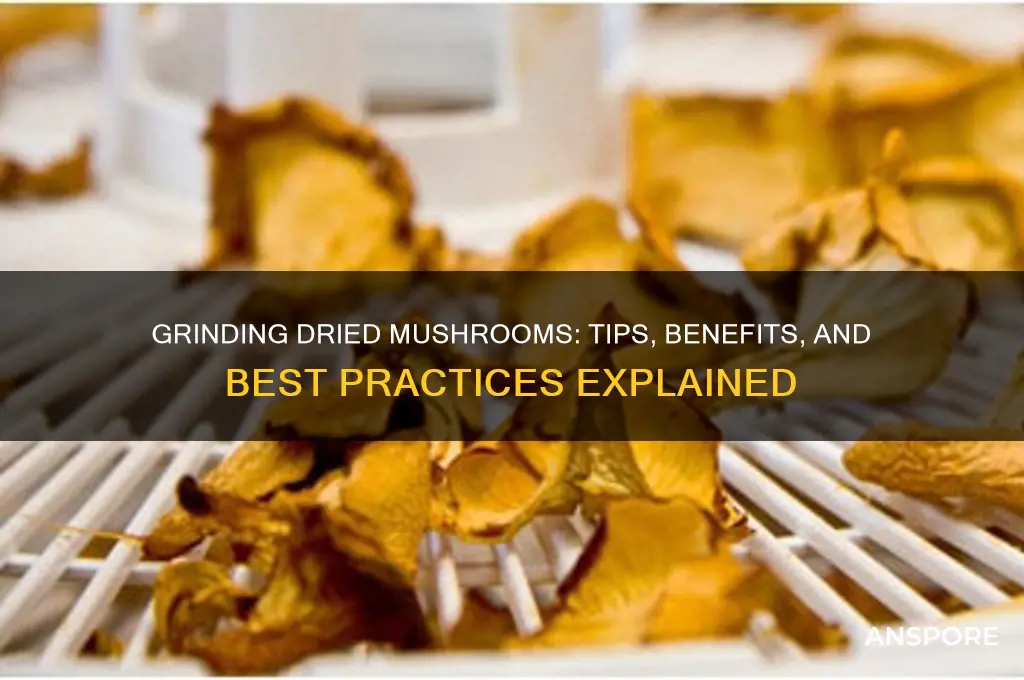 can i put my dried mushroom in grinder