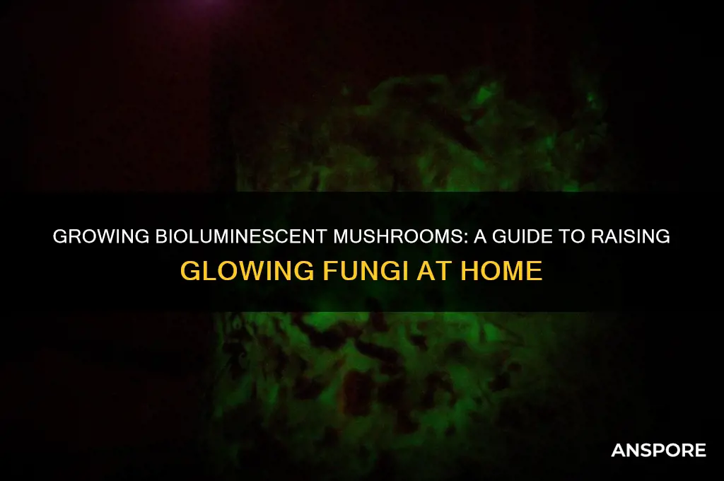 can i raise a bioluminescent mushroom