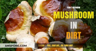 Regrowing Mushrooms in Dirt: A Simple Guide to Reusing Substrate