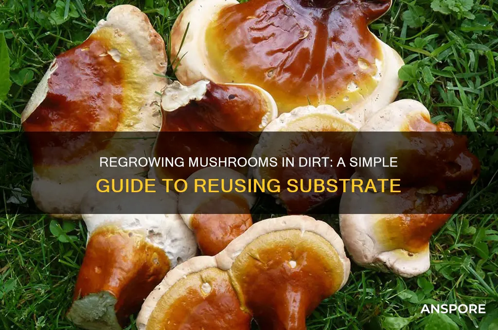 can i regrow mushrooms in dirt