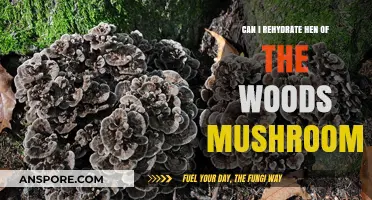 Rehydrating Hen of the Woods Mushrooms: Tips and Best Practices