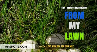 How to Safely Remove Mushrooms from Your Lawn: Tips and Tricks