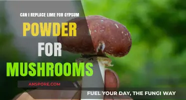 Lime vs. Gypsum Powder: Which is Best for Growing Mushrooms?