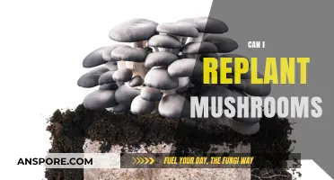 Replanting Mushrooms: A Guide to Successfully Growing Your Own Crop