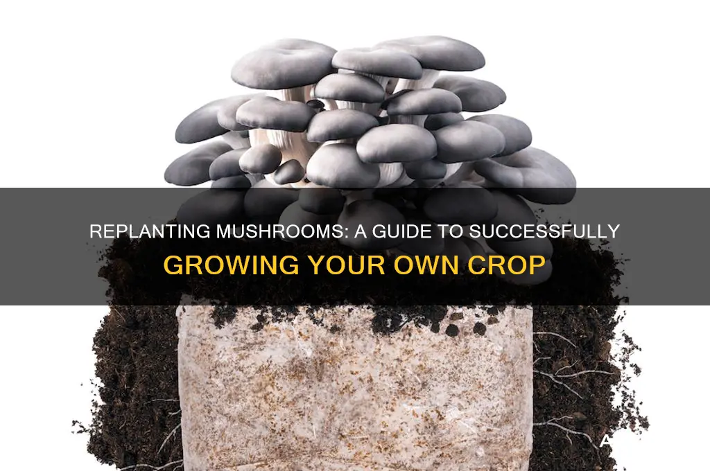 can i replant mushrooms