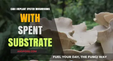 Replanting Oyster Mushrooms: Reviving Spent Substrate for a Second Harvest