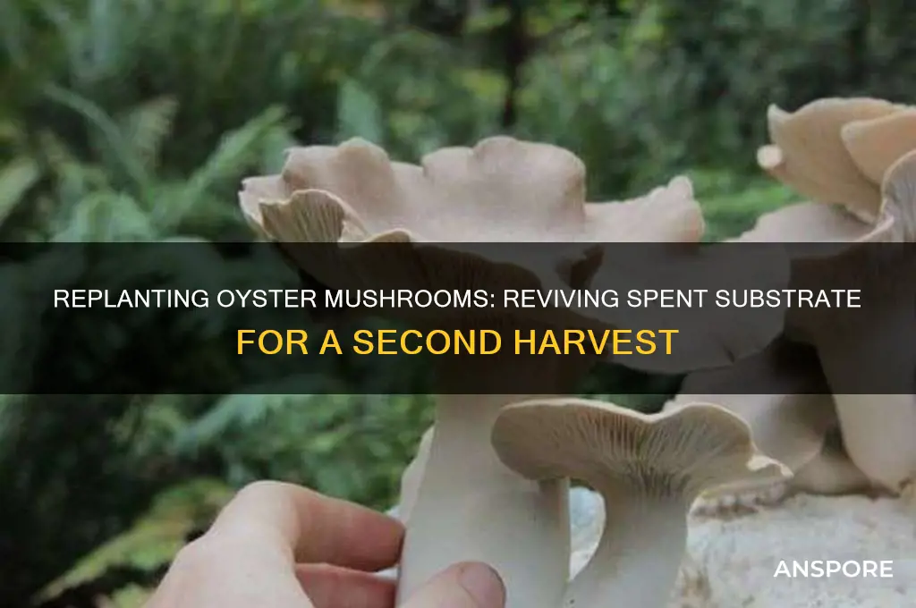 can i replant oyster mushrooms with spent substrate