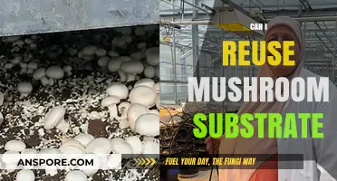 Reusing Mushroom Substrate: Tips for Sustainable and Efficient Mushroom Farming