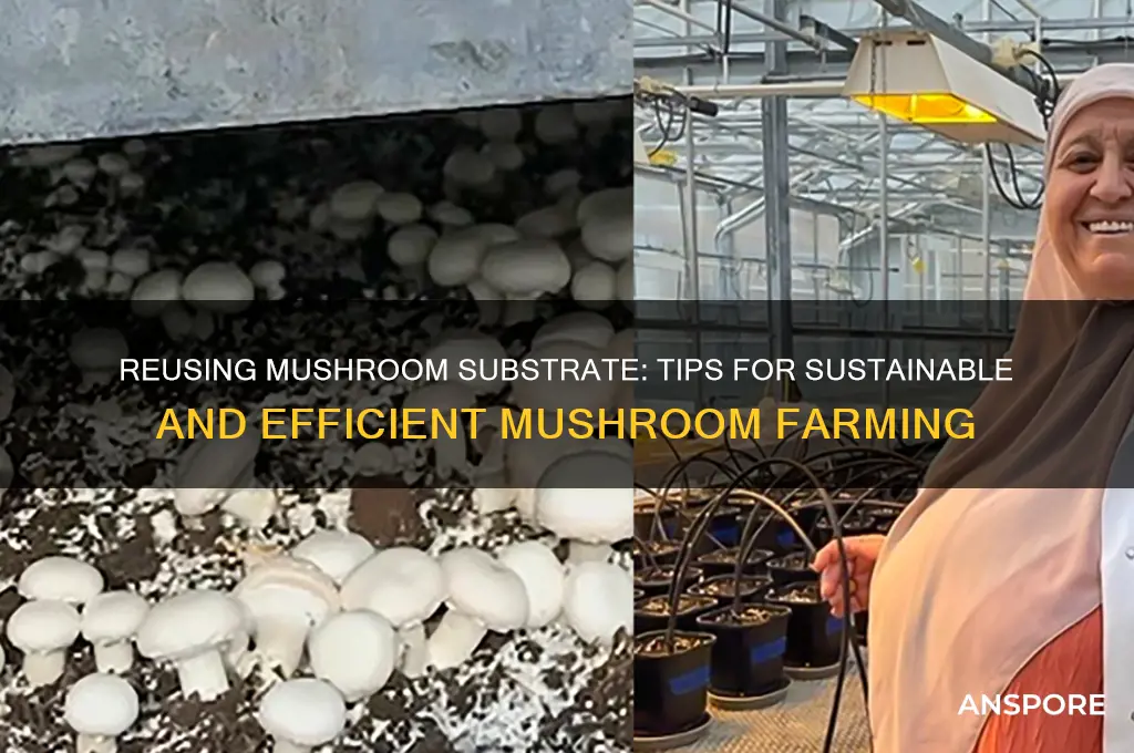 can i reuse mushroom substrate