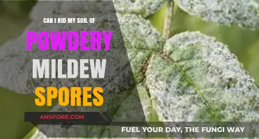 Effective Strategies to Eliminate Powdery Mildew Spores from Your Soil