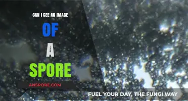 Exploring the Microscopic World: Can You Visualize a Spore's Image?