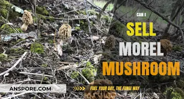 Selling Morel Mushrooms: Legal, Profitable, and Sustainable Harvesting Tips