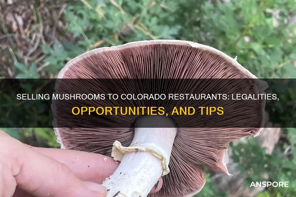 can i sell mushrooms to local restaurants colorado