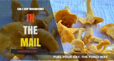 Shipping Mushrooms: Legal, Safe, and Practical Tips for Mailing Fungi