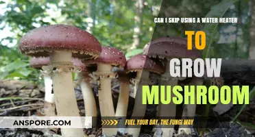Mushroom Cultivation Without a Water Heater: Is It Possible?