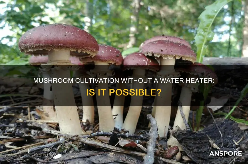 can i skip using a water heater to grow mushrooms