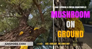 Spreading Fresh Chanterelle Mushrooms: Ground Cultivation Tips and Techniques