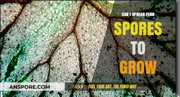 How to Successfully Spread Fern Spores for Lush Growth