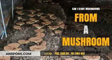 Growing Mushrooms from Mushrooms: A Beginner's Guide to Spore Cultivation