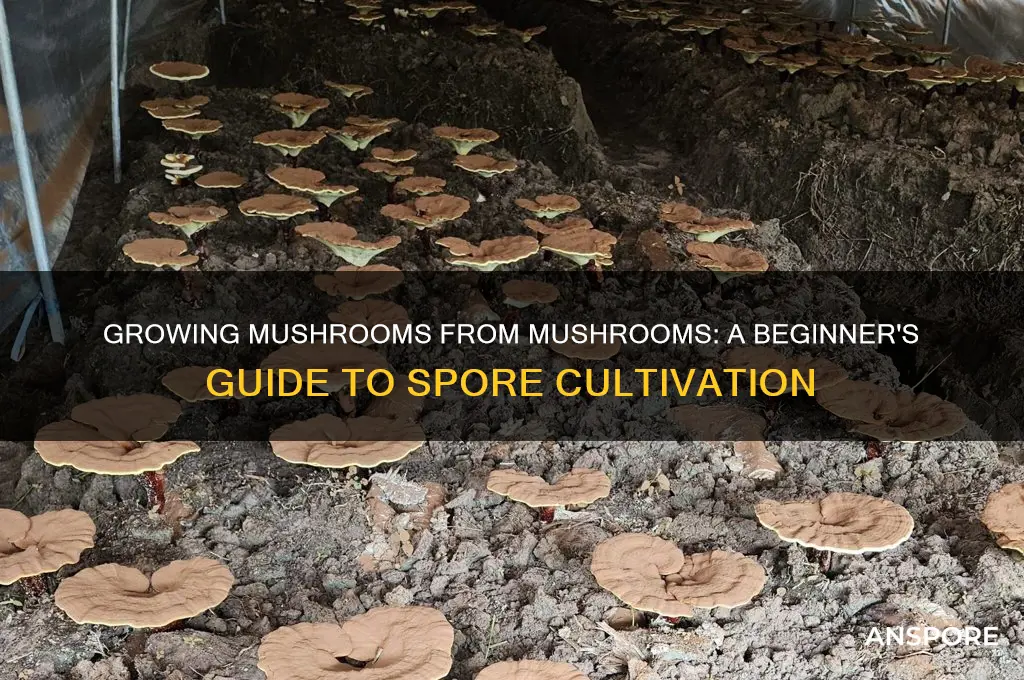 can i start mushrooms from a mushroom