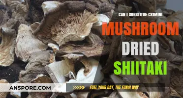 Substituting Crimini Mushrooms with Dried Shiitake: A Flavorful Alternative