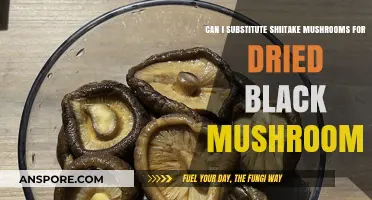 Shiitake vs. Dried Black Mushrooms: Perfect Substitute or Different Flavor?