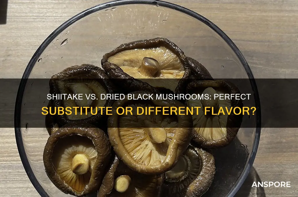 can i substitute shiitake mushrooms for dried black mushrooms