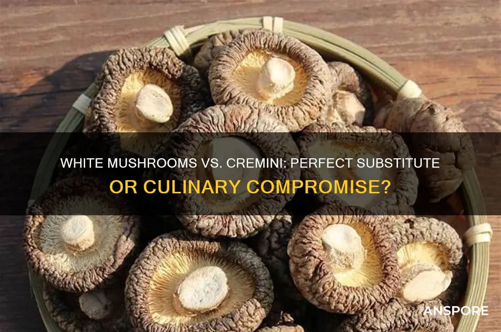can i substitute white mushrooms for cremini