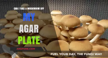 Safely Harvesting Mushrooms from Agar Plates: A Step-by-Step Guide