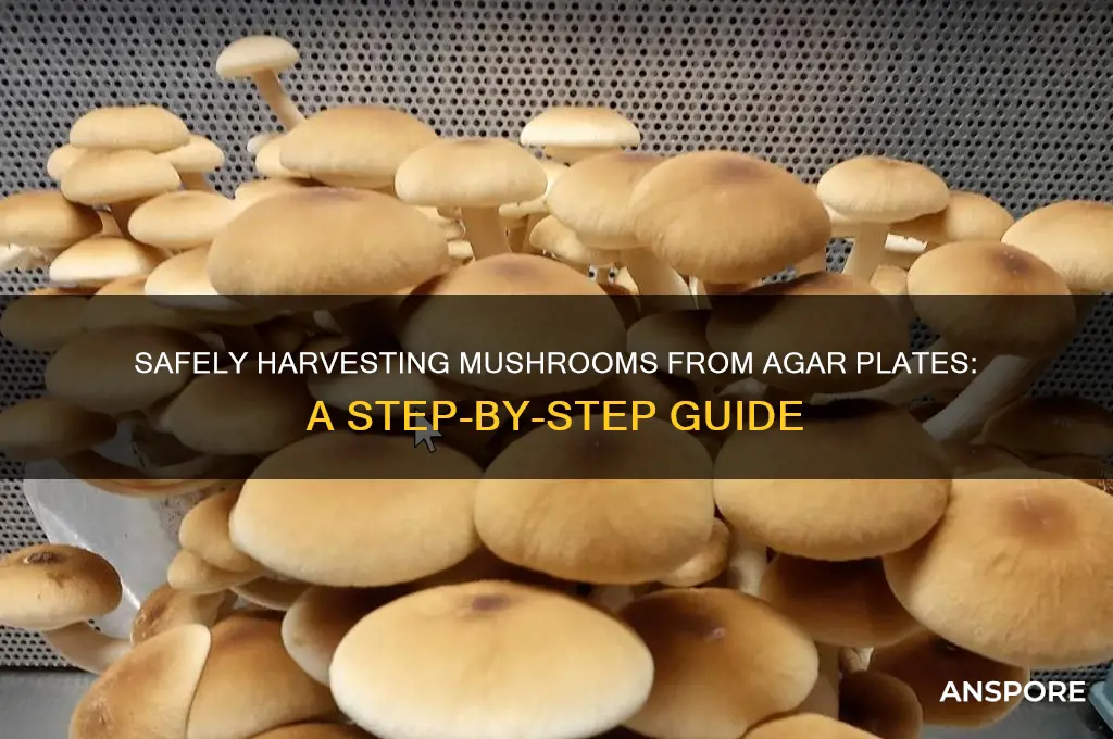 can i take a mushroom off my agar plate