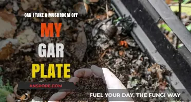 Should You Remove Mushrooms from Your Garden Plate? A Quick Guide