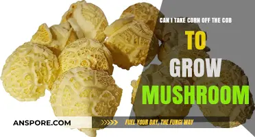 Growing Mushrooms with Corn: Can Cob-Free Kernels Work?