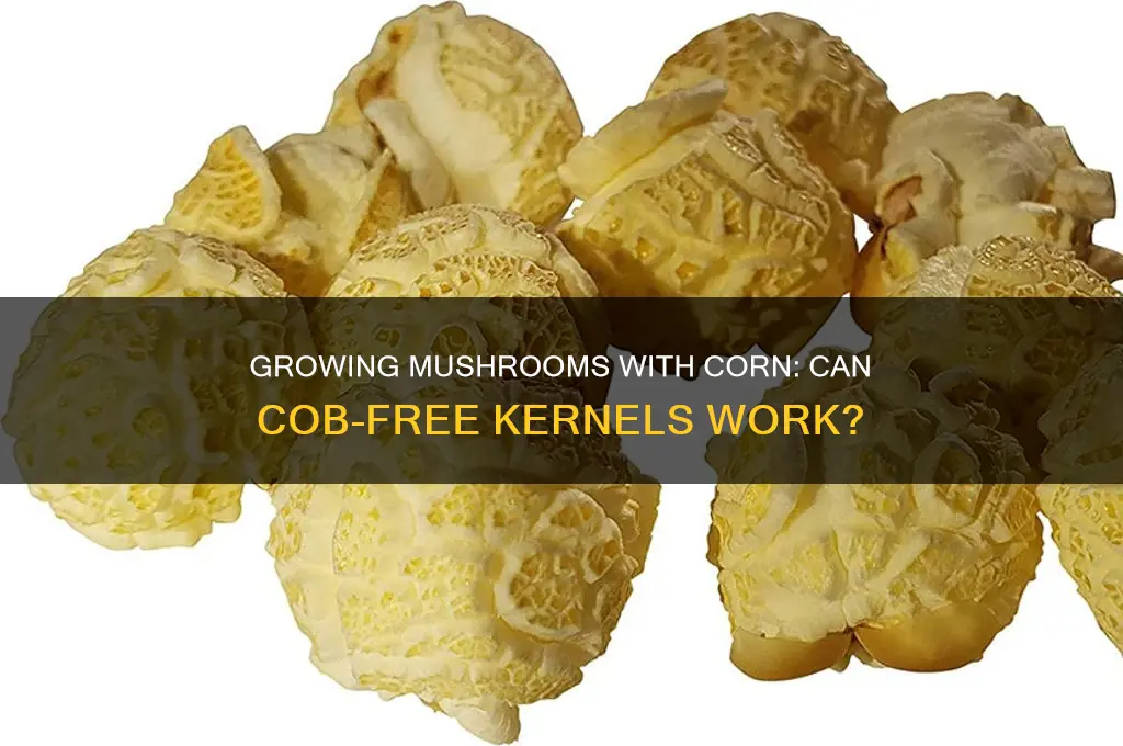 can i take corn off the cob to grow mushrooms