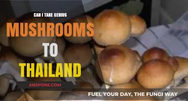Traveling to Thailand with Genius Mushrooms: Legal or Risky?