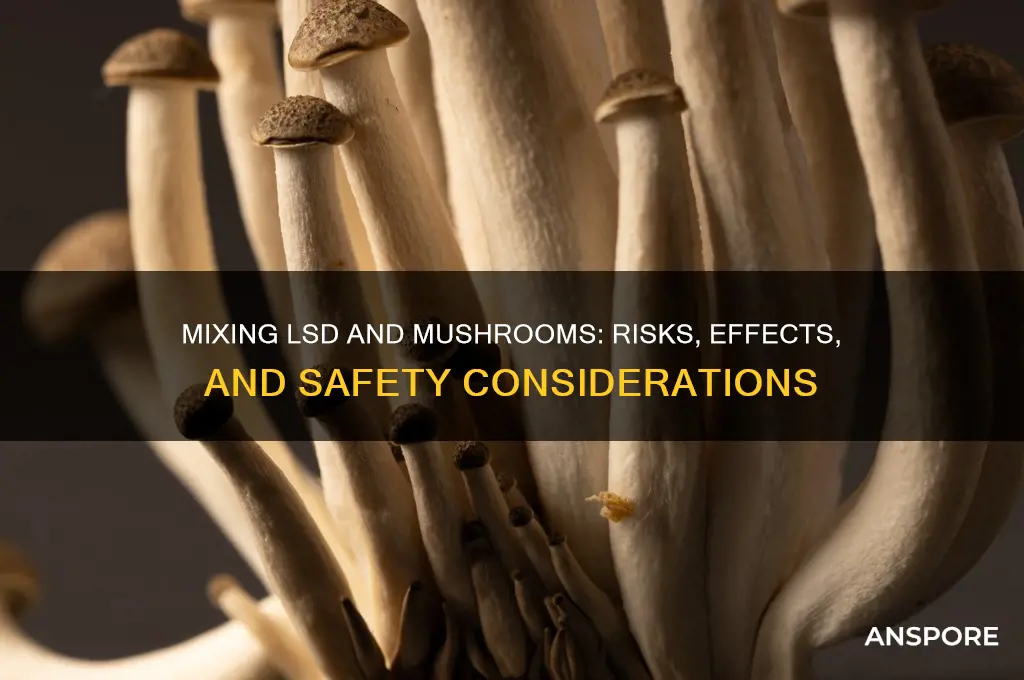 can i take lsd and mushrooms together
