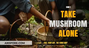 Solo Mushroom Trips: Safety, Benefits, and What You Need to Know