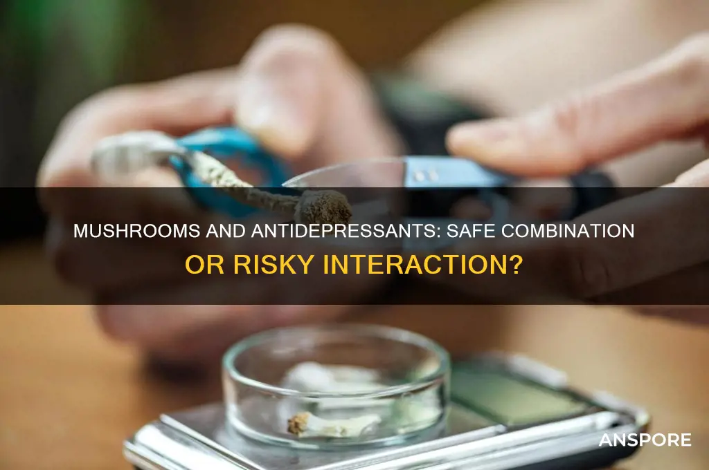 can i take mushrooms on antidepressants