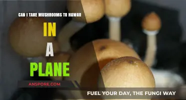 Traveling with Mushrooms: Hawaii's Plane Rules and Regulations Explained