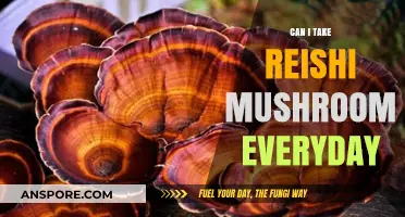 Daily Reishi Mushroom Use: Benefits, Safety, and What to Know