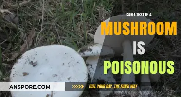 How to Safely Test Mushrooms for Poisonous Traits: A Guide