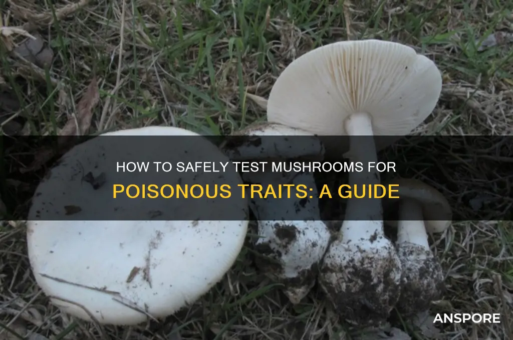 can i test if a mushroom is poisonous