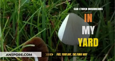 Should You Touch Yard Mushrooms? Safety Tips and Identification Guide