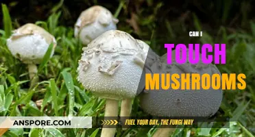Can You Safely Touch Mushrooms? A Beginner's Guide to Fungal Contact